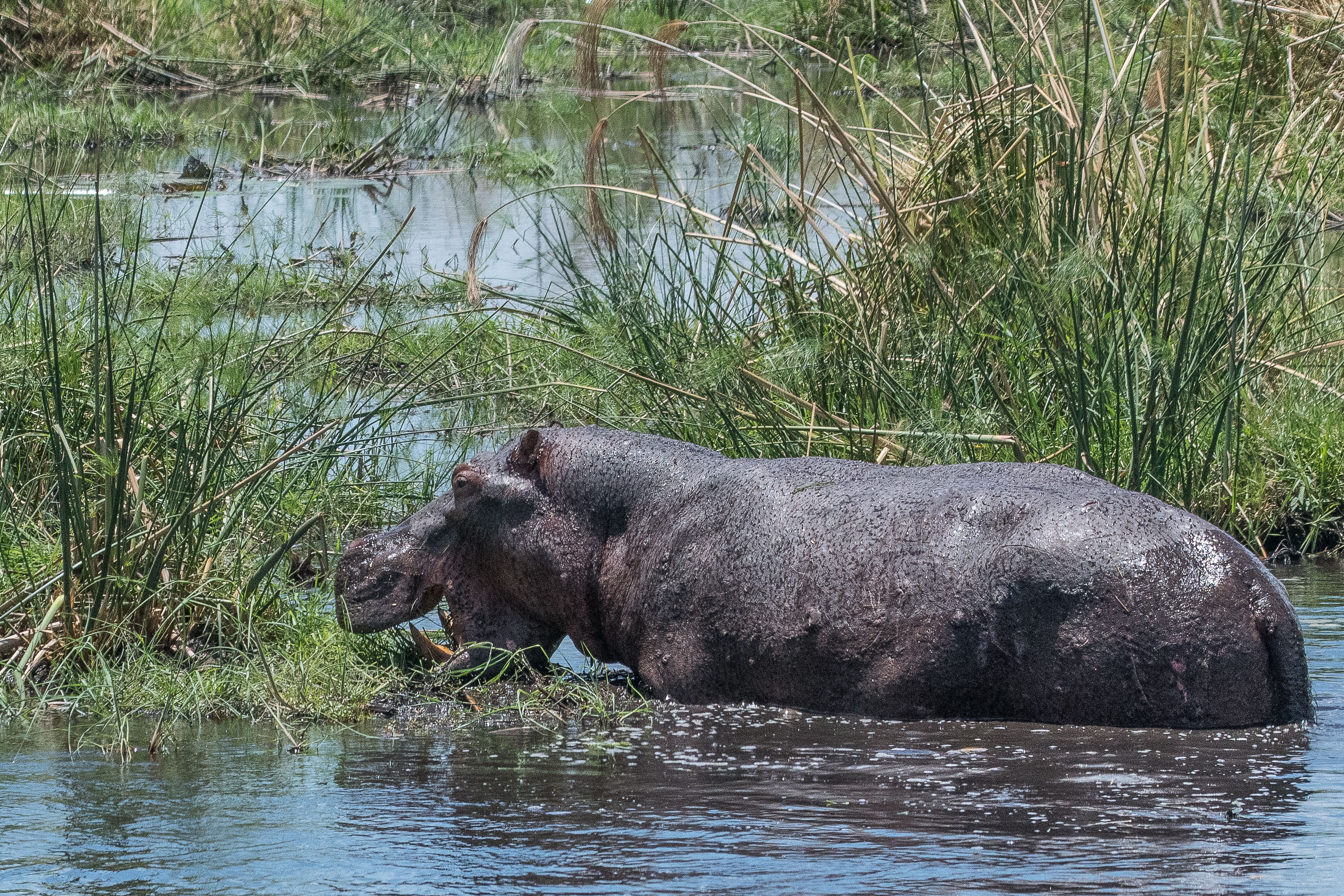 Hippopotame (Hippopotamus, Hippopotamus amphibius), adulte se nourrissant sur une berge de la rivière Kwando, Kwando lagoon camp, Delta de l'Okavango, Botswana.